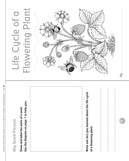 Life Cycle of a Flowering Plant