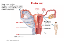 4 Lecture Uterus Gross Anatomy
