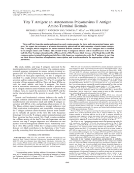 An Autonomous Polyomavirus T Antigen Amino-Terminal Domain