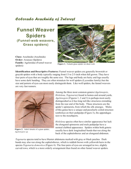 Funnel Weaver Spiders (Funnel-Web Weavers, Grass Spiders)