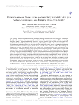 Common Ravens, Corvus Corax, Preferentially Associate with Grey Wolves, Canis Lupus, As a Foraging Strategy in Winter