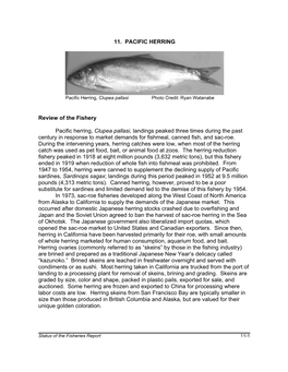 Pacific Herring