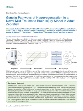 Genetic Pathways of Neuroregeneration in a Novel Mild Traumatic Brain Injury Model in Adult Zebrafish