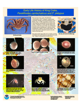 King Crab Life History Poster V3