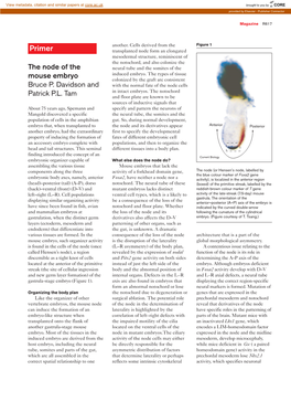 Primer the Node of the Mouse Embryo
