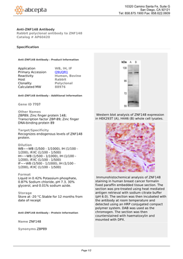 Anti-ZNF148 Antibody Rabbit Polyclonal Antibody to ZNF148 Catalog # AP60420