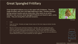 Great Spangled Fritillary