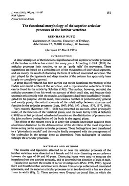 The Functional Morphology of the Superior Articular Processes of the Lumbar Vertebrae