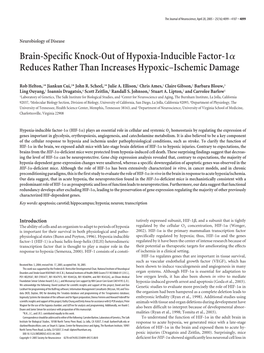 Brain-Specific Knock-Out of Hypoxia-Inducible Factor-1Α
