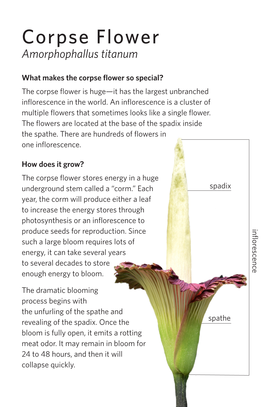 Corpse Flower Amorphophallus Titanum