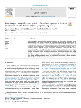 Photoreceptors Morphology and Genetics of the Visual Pigments Of