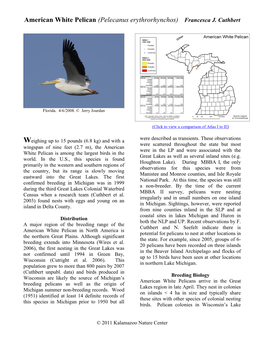 American White Pelican (Pelecanus Erythrorhynchos) Francesca J