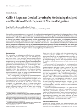 Cullin 5 Regulates Cortical Layering by Modulating the Speed and Duration of Dab1-Dependent Neuronal Migration