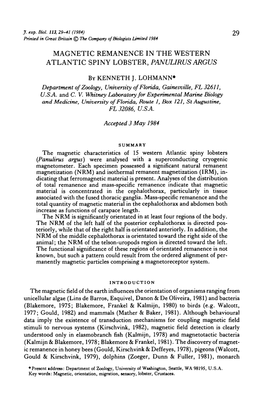 Magnetic Remanence in the Western Atlantic Spiny Lobster, Panulirus Argus