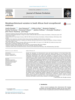 Morphoarchitectural Variation in South African Fossil Cercopithecoid Endocasts