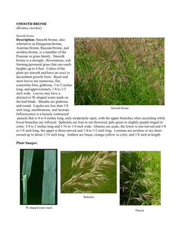 SMOOTH BROME (Bromus Inermis) Description: Smooth Brome, Also