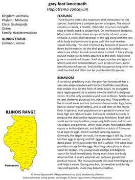 Gray-Foot Lancetooth Haplotrema Concavum ILLINOIS RANGE
