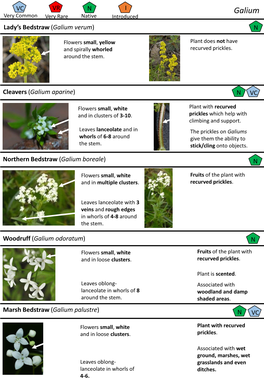 Galium (Bedstraw)