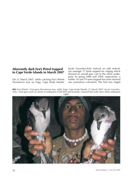 Aberrantly Dark Fea's Petrel Trapped in Cape Verde Islands in March 2007
