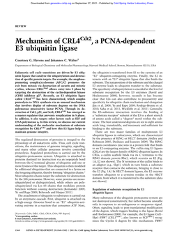 Mechanism of CRL4 , a PCNA-Dependent E3 Ubiquitin Ligase