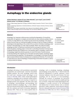 Autophagy in the Endocrine Glands