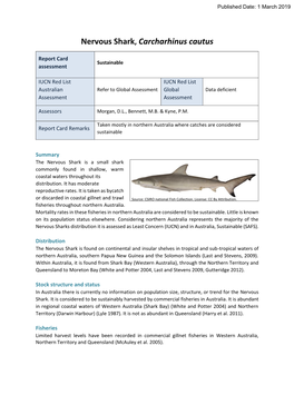 Nervous Shark, Carcharhinus Cautus