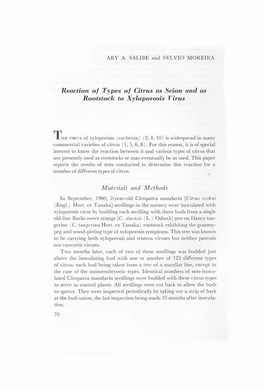 Reaction of Types of Citrus As Scion and As Rootstock to Xyloporosis Virus