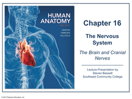 Frontal Lobe Anterior Corpora Commissure Quadrigemina Superior Colliculus Optic Chiasm Inferior Colliculus