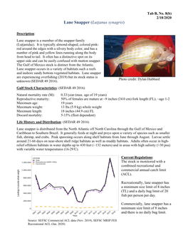Lane Snapper (Lutjanus Synagris)
