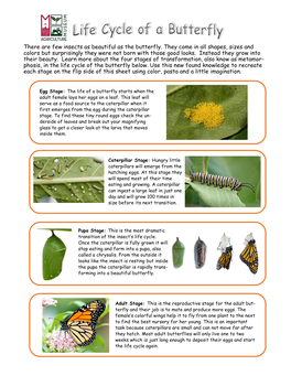 Life Cycle of a Butterfly