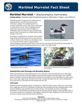 Marbled Murrelet Fact Sheet