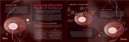 The Art of Transfection (Poster / Pdf)