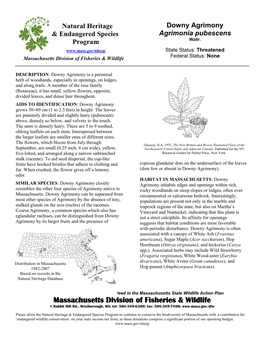 Downy Agrimony & Endangered Species Agrimonia Pubescens Wallr