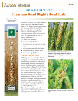 Fusarium Head Blight (Head Scab)