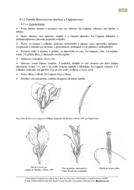 4.1.1. Familia Brassicaceae (Incluye a Capparaceae) 4.1.1.A