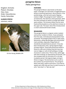 Peregrine Falcon Falco Peregrinus Kingdom: Animalia FEATURES Phylum: Chordata the Peregrine Falcon Is Also Known As the Duck Class: Aves Hawk