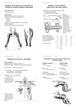 Human Functional Anatomy 213 Upper & Lower Limbs Compared