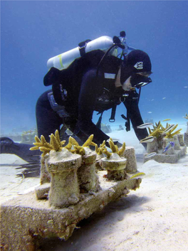 Coral Restoration Foundation (CRF)