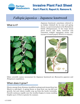 Fallopia Japonica – Japanese Knotweed