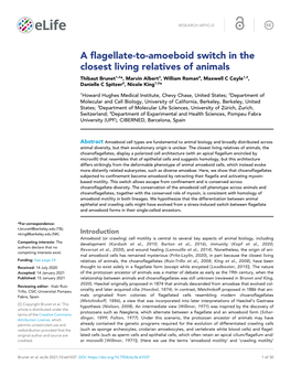 A Flagellate-To-Amoeboid Switch in the Closest Living Relatives of Animals