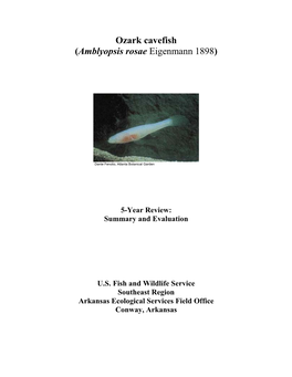 Ozark Cavefish (Amblyopsis Rosae Eigenmann 1898)