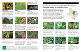 Common Browse Plants Used by White-Tailed Deer in the Cross Timbers and Prairies of Texas