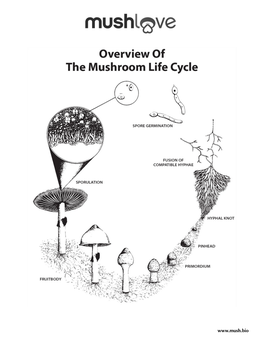 Queendom Fungi Worksheet