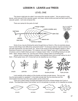 LESSON 5: LEAVES and TREES