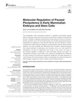 Molecular Regulation of Paused Pluripotency in Early Mammalian Embryos and Stem Cells