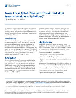 Brown Citrus Aphid, Toxoptera Citricida (Kirkaldy) (Insecta: Hemiptera: Aphididae)1 S