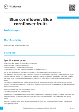 Blue Cornflower. Blue Cornflower Fruits