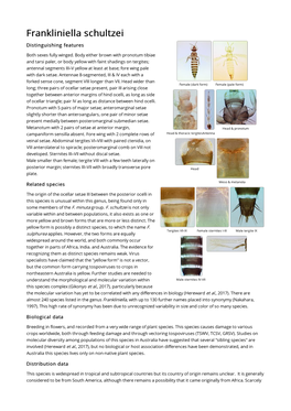 Frankliniella Schultzei Distinguishing Features Both Sexes Fully Winged