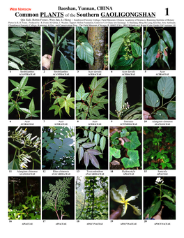 Common PLANTS of the Southern GAOLIGONGSHAN