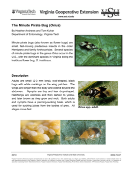 The Minute Pirate Bug (Orius) by Heather Andrews and Tom Kuhar Department of Entomology, Virginia Tech